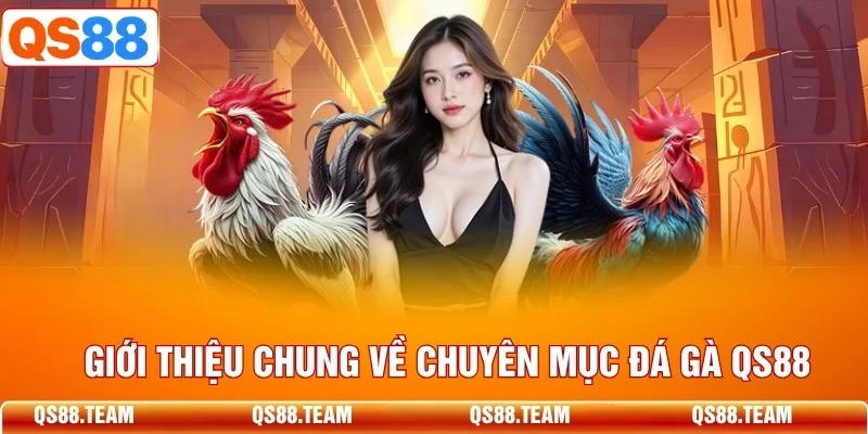 Hình minh họa tổng quan cho chuyên mục đá gà trên QS88.